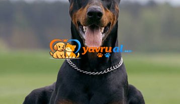 Dobermann Eğitimi