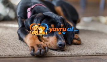 Dobermann İlk 30 Gün Rehberi