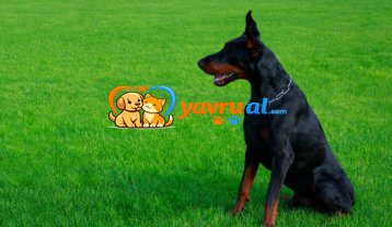 Dobermann kimdir