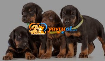 Dobermann yeni sahip rehberi