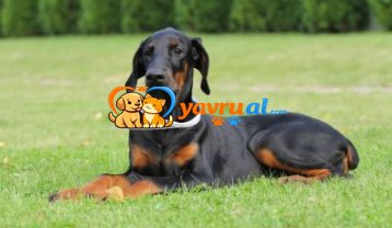 FCI Şecereli Dobermann